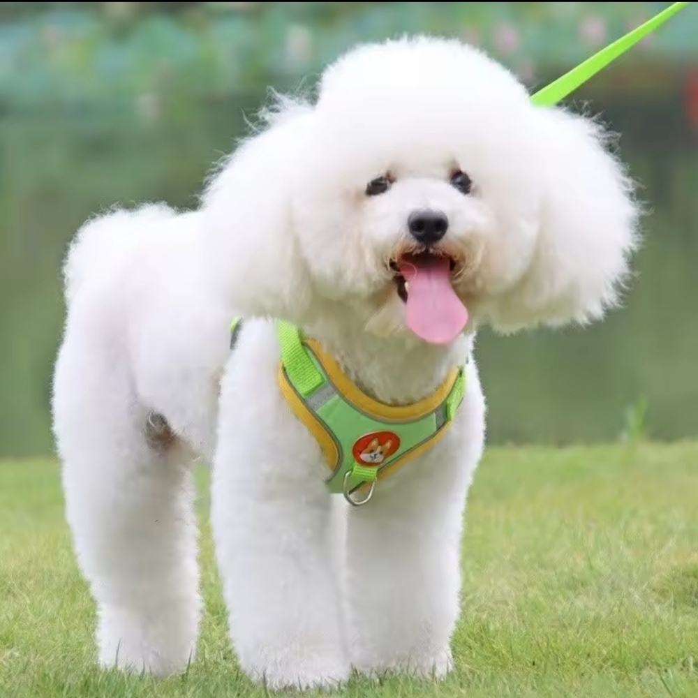 LIKE NEW! Pet Harness / Leash Combo